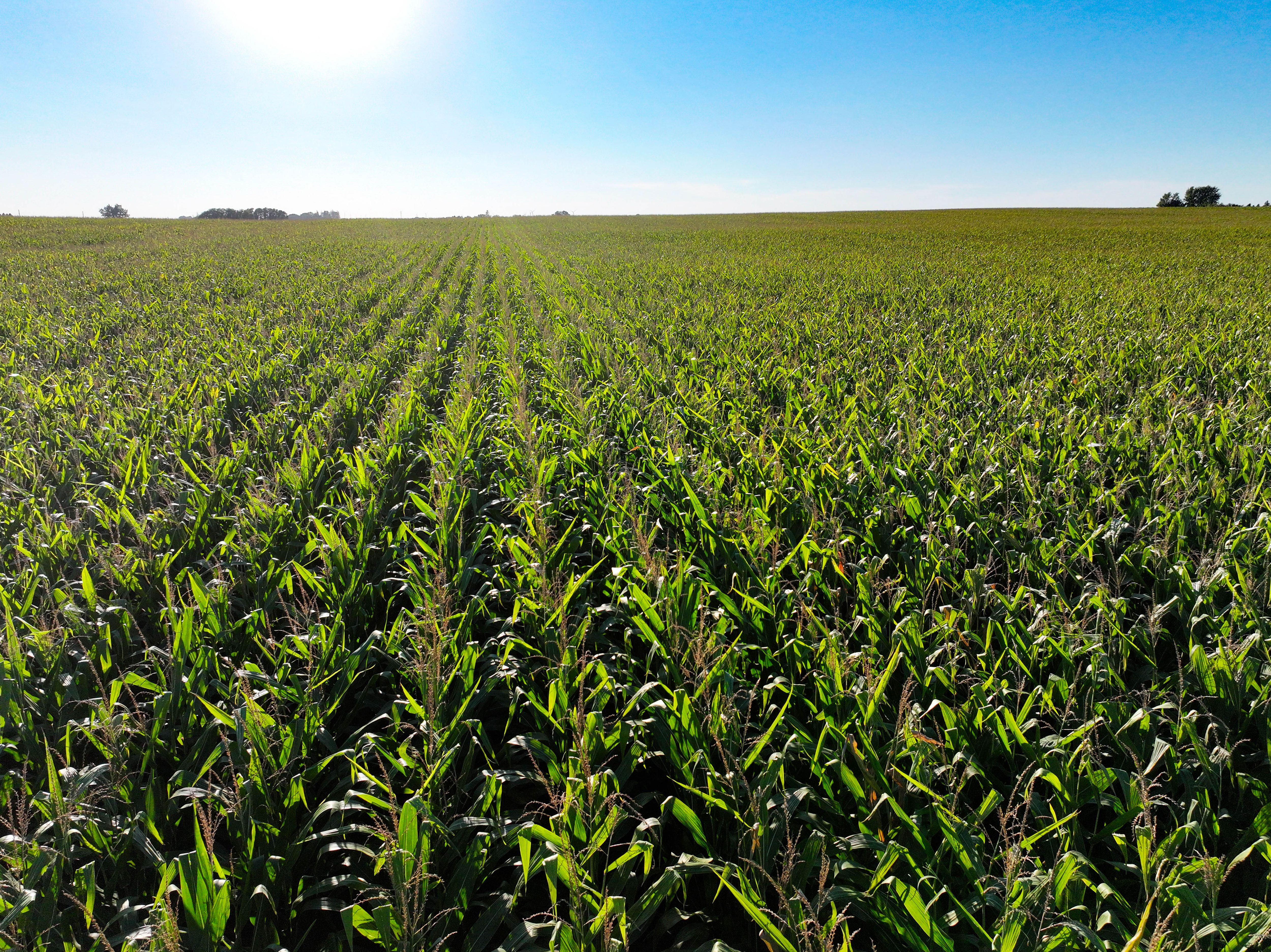 Listing Photo: 30-Northeast Iowa Land Auction